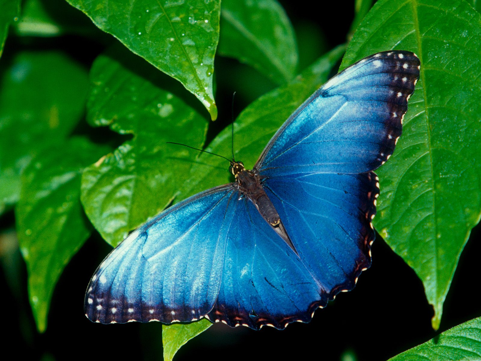 Blue Morpho5277316569